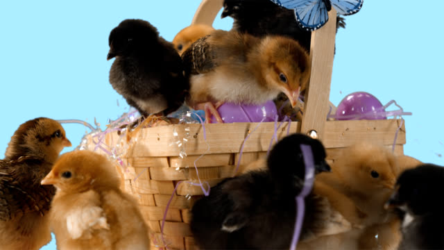 Baby-chicks-overflow-an-Easter-basket-in-front-of-a-blue-background