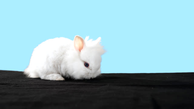 Cute-bunny-stands-alone-in-front-of-a-blue-background