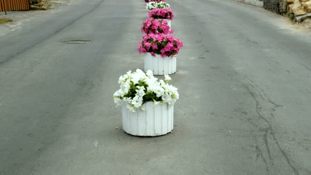 Macizos-florales-con-flores-que-dividen-el-camino-en-dos-partes.