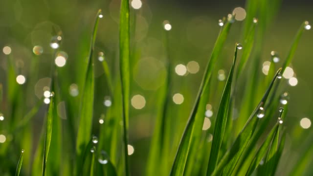 Adjusting-focus-on-green-blades-of-grass-that-have-dew-water-drops-on-them.-Close-up-slow-motion-shot