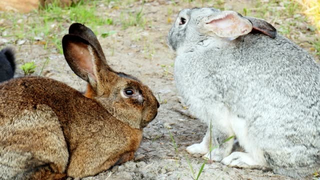 Dos-conejos-yacen-en-la-hierba,-se-duermen-unos-a-otros-en-primer-plano