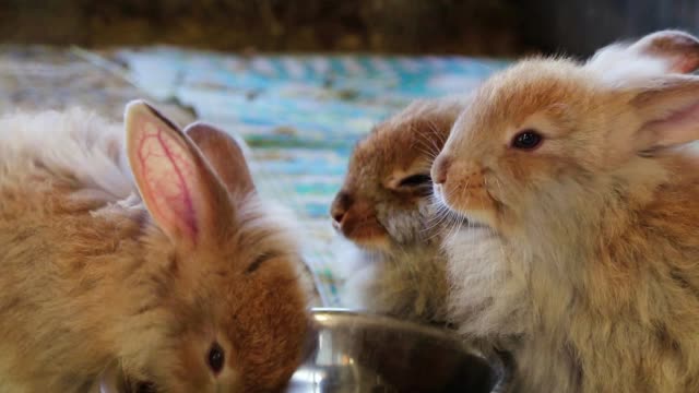 Entzückende-flauschige-Hasenkaninchen-essen-aus-der-gleichen-silbernen-Schüssel-auf-der-Landmesse