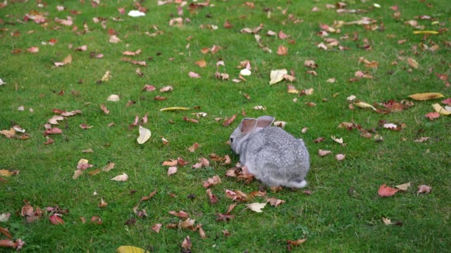 Graues-Kaninchen-auf-grünem-Gras-mit-Blättern