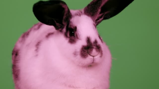 Schöne-rosa-Kaninchen-Nahaufnahme-isoliert-auf-einem-grünen-Bildschirm.