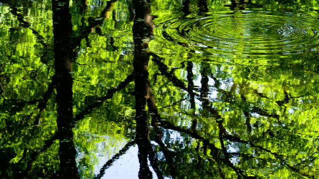 Surface-of-Forest-Pond