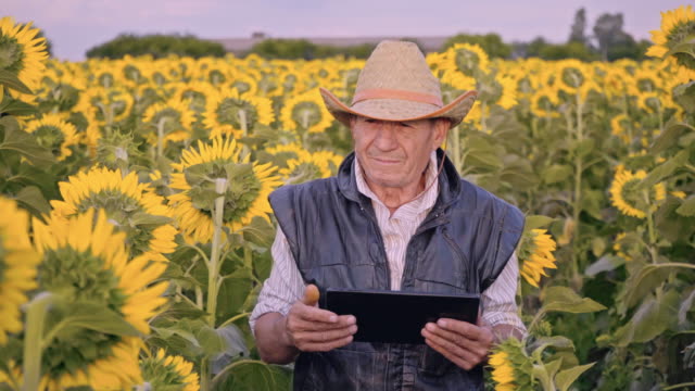 Ein-älterer-Landwirt-fotografiert-Sonnenblumen-und-Sonnenblumenkerne-auf-einer-Tablette-zur-Analyse.-Moderne-Technologien-in-der-Landwirtschaft.
