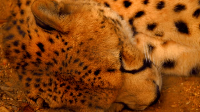 Leopard-lying-on-the-ground-and-sleeping-but-the-ears-are-moving-and-tail-waving