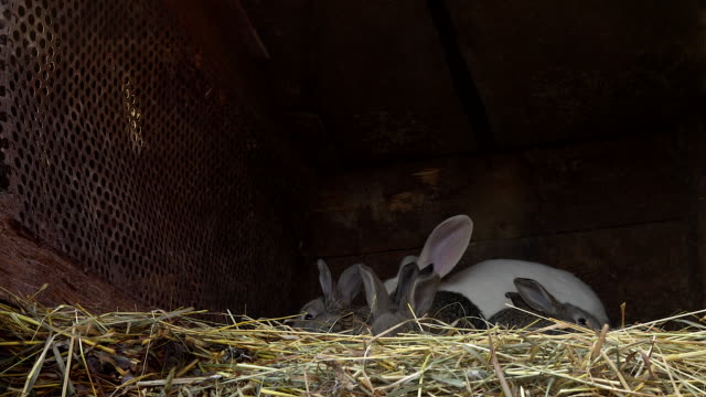 Kleiner-grauer-Hase-im-Nest-mit-ihrer-Mutter