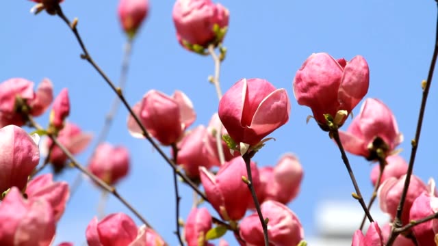 Magnolia-Blumen-Blüten