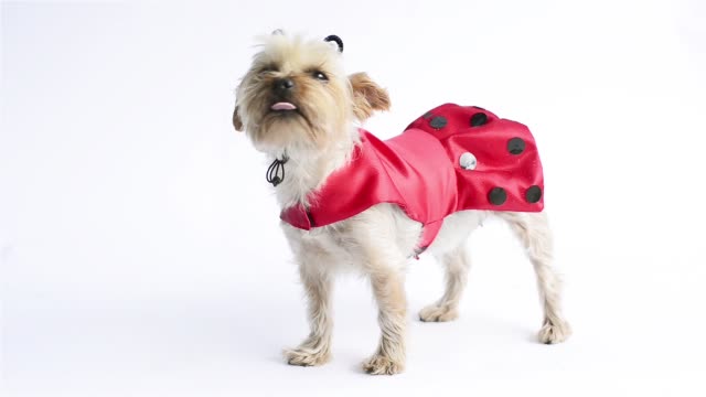 Ladybug-costume-Yorkie-(Fullshot)