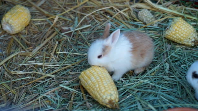 Conejo-bebé-comiendo-maíz-en-un-pasto-verde,