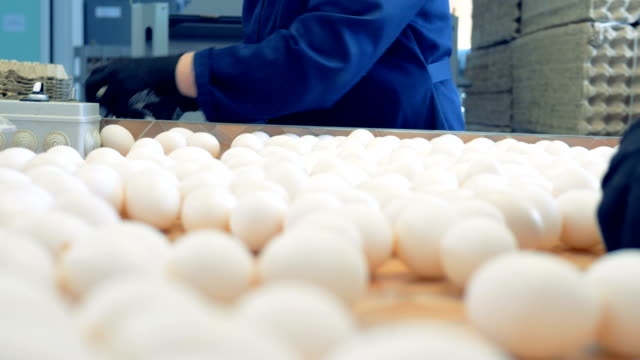 Pollo-Corral-campesinos-clasificar-huevos-en-transportador-de-fábrica.-Línea-de-producción-industrial-de-aves-de-corral-granja.