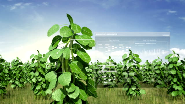 Analysis-plant-on-green-field,-data-in-Smart-agriculture-Smart-farming,-internet-of-things.-4th-Industrial-Revolution.-4k.
