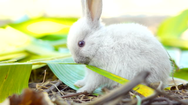 Kaninchen-Essen-Blätter-im-Garten