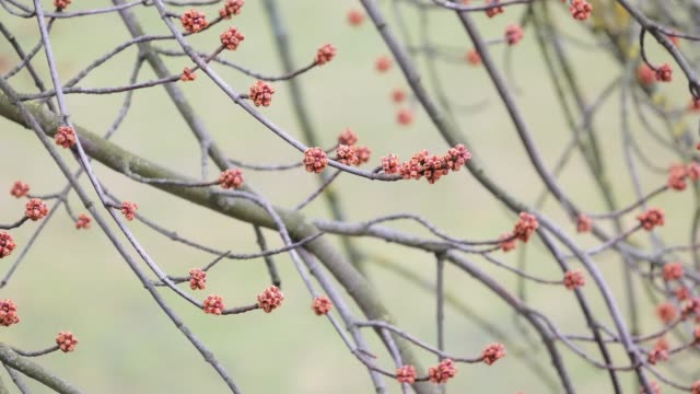 Primavera-de-corteza-de-un-árbol-y-los-riñones-en-las-ramas