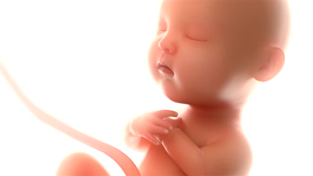 3d-rendering-fetus-on-the-white-background-,at-least-5-months,4k.(4096*2160)