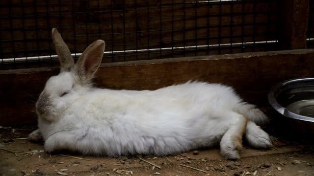 Kaninchen.-Kaninchen-ist-schlafen