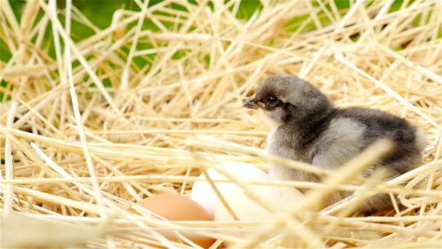A-gray-chick-sits-in-a-nest-with-eggs.-Close-up