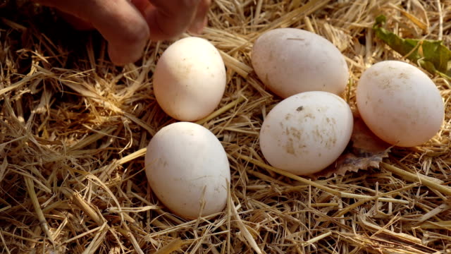 Young-man-picking-chicken-eggs-from-straw-nest