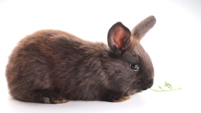 black-rabbit-eating-grass-isolated-on-white-background