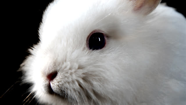 Adorable-bunny-sniffs-the-air.-Close-up-shot.