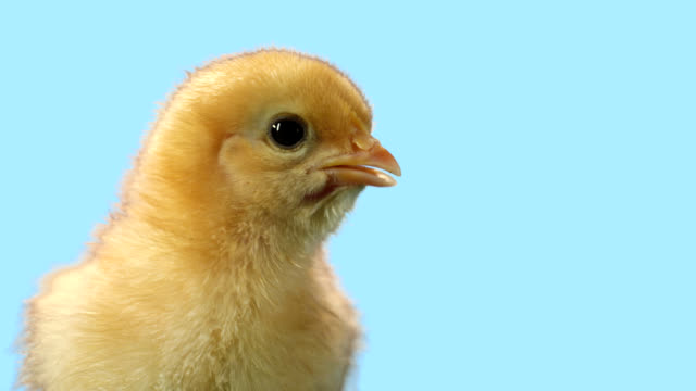 Cute-baby-chick-stands-alone-with-a-blue-background