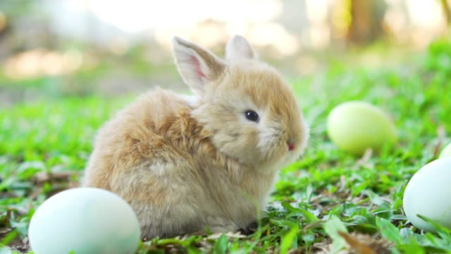Little-Brown-conejitos-de-Pascua-Holanda-Lop,-emplazamiento-cerca-de-huevos-de-Pascua.