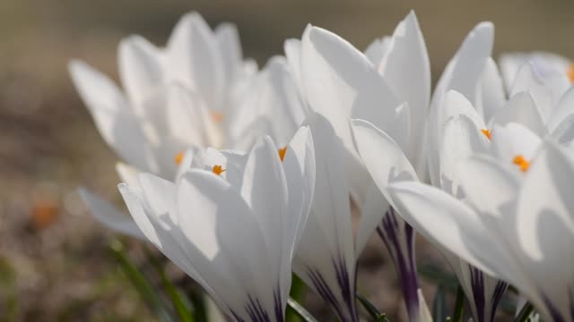 Beautiful-gentle-crocus-bushes-bloom-in-early-spring,-the-symbol-of-the-beginning-of-the-year,-the-concept-of-Easter