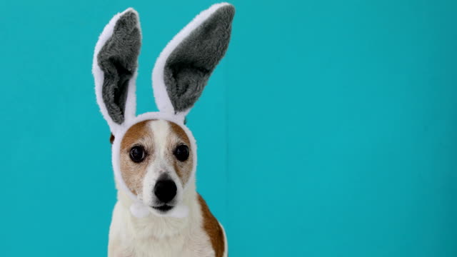 Erschreckter-Hund-mit-Kaninchenohren