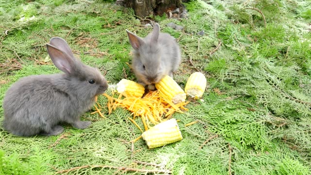 Los-conejos-jóvenes-comiendo-zanahoria-fresca-y-maíz