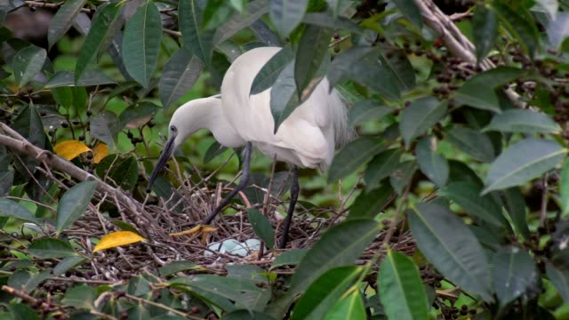 Slow-Motion-White-pájaro-Egretta-Garzetta-anidación-cuidar-nido-con-huevo-azul