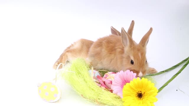 Easter-bunny,-cute-bunnies,-rabbit-on-white-background