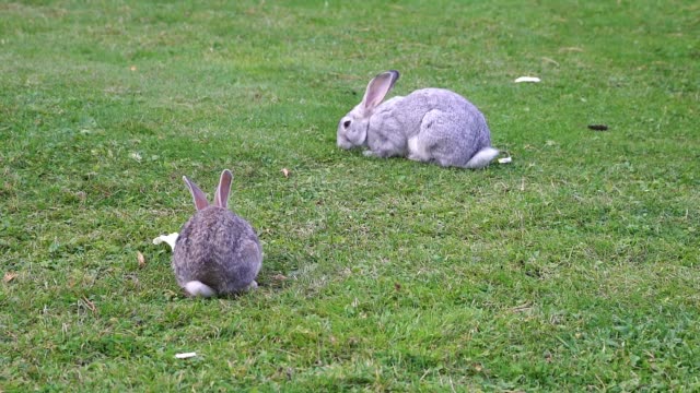 Zwei-Kaninchen-fressen-Gras-auf-dem-Rasen