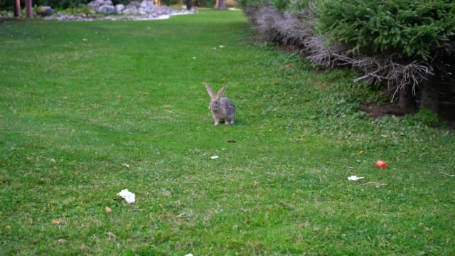 Graues-Kaninchen-springt-zu-Essen