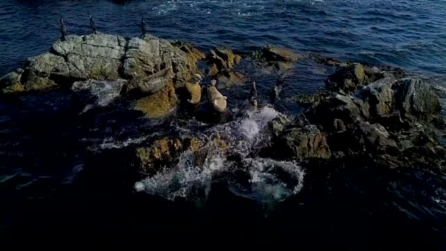 Las-focas-asustadas-se-deslizan-hacia-el-mar-con-una-piedra.-Disparo-sin-modo-cámara-lenta.
