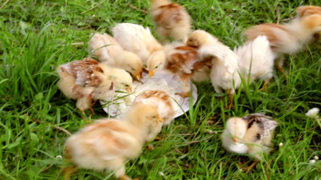 Crowd-of-little-chicken-eating-the-curd-on-green-grass
