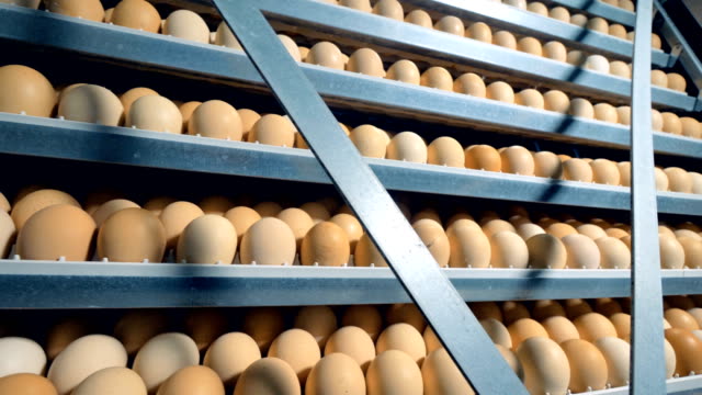 Muchos-huevos-de-pollo-en-la-incubadora.-Incubadora-abierta-con-un-montón-de-huevos.