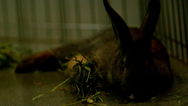 slow-motion-brown-bunny-munching-on-grass