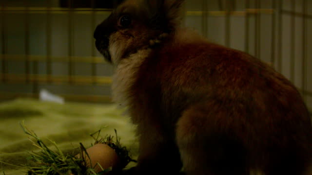 slow-motion-brown-bunny-chewing-food