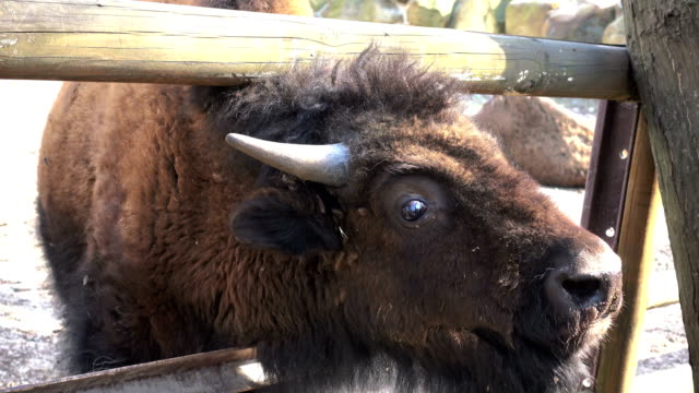 Ein-Blick-aus-der-Staustufe-bison