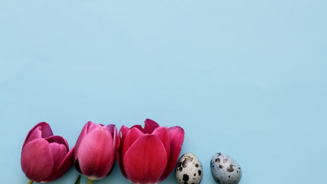 Tulipanes-de-color-rosa-y-codornices-huevos-en-fondo-azul-para-la-semana-Santa,-animación-stop-motion