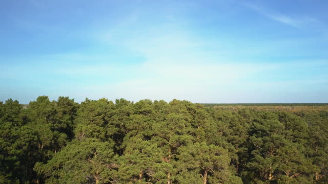 Antena;-vuelo-del-abejón-en-el-bosque-con-árboles-de-pino-relicted,-Rusia