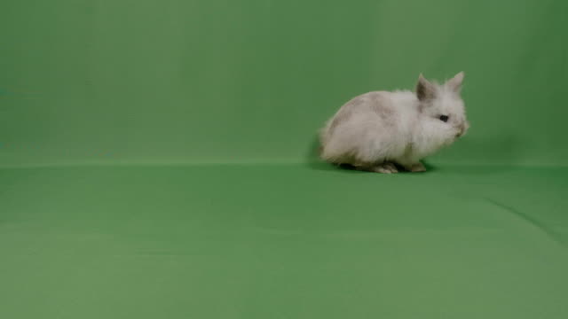 Adorable-fluffy-baby-bunny-rabbit-looking-curious-sniffing-around-on-green-background-in-studio