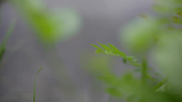 Verde-pasto-moviéndose-en-la-brisa-de-primavera