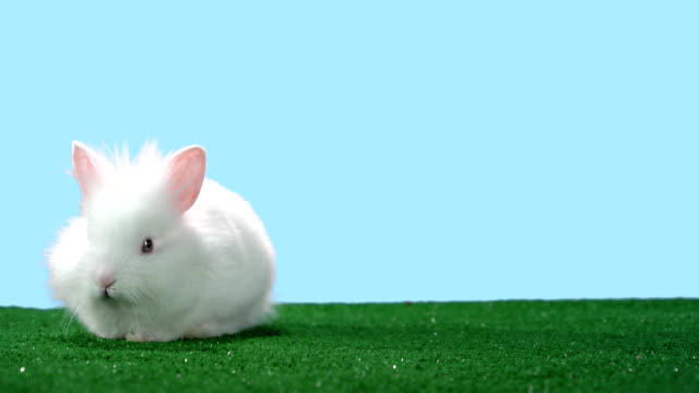 Adorable-little-bunny-sits-on-green-turf-and-sniffs-the-air