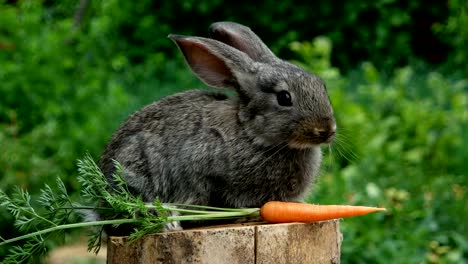 Kaninchen-Sie-schönes-Tier-der-Natur