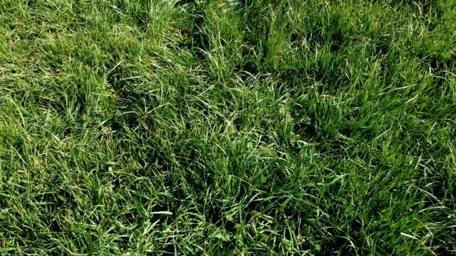 Farbige-Ostereier-in-der-frischen-Frühlingswiese,-Luftaufnahme