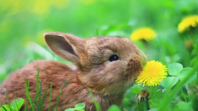 conejos-rojos-comen-diente-de-León-en-la-hierba