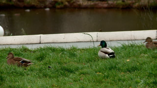 ducks-in-the-city-Park-of-Kirov