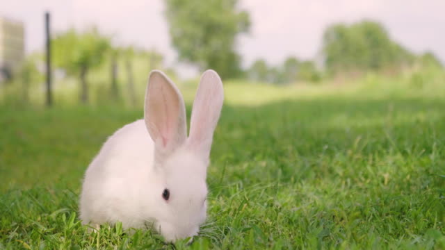 Un-conejo-comiendo-hierba-verde-en-el-prado-y-mira-alrededor-de-la-naturaleza-que-lo-rodea.